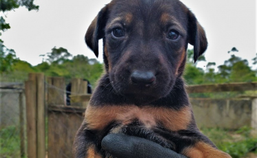 Sábado tem feira de adoção de animais no Criciúma Shopping