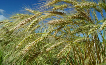 Boletim Agropecuário aponta aumento de 100% na produção catarinense de trigo