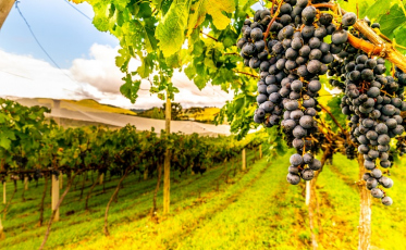 Três produtos catarinenses recebem certificado de Indicação Geográfica