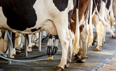 Região Sul do Brasil se prepara para exportar leite