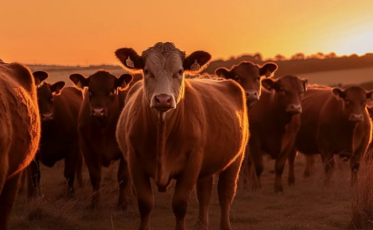 Por propaganda enganosa, Justiça anula venda de gado