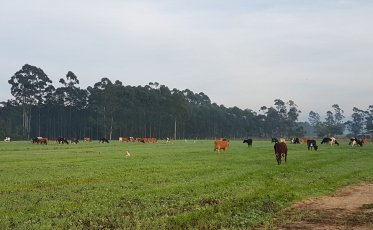 Plantação de aveia e azevém deu um acréscimo de até 25% na produção de leite em Içara