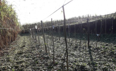 Julho é o mês do vazio sanitário do maracujá em Santa Catarina