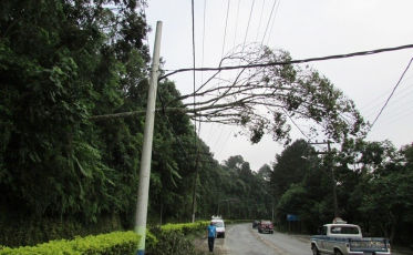 Mais de 30% das quedas de energia acontecem por problemas com a vegetação