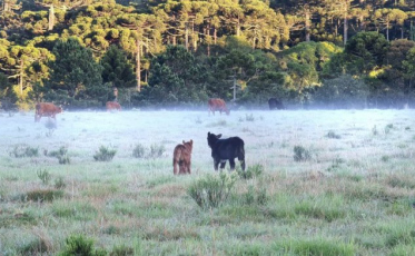 Mais uma geada na serra catarinense 