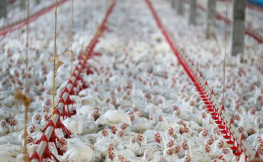 China apura que importou frango contaminado por coronavírus de SC