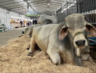 AgroPonte 2026: veja como funciona o controle sanitário dos animais que serão expostos