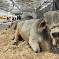 AgroPonte 2026: veja como funciona o controle sanitário dos animais que serão expostos
