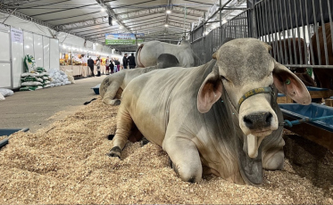AgroPonte 2026: veja como funciona o controle sanitário dos animais que serão expostos