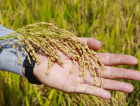 Tensão no Estreito de Ormuz atinge lavouras e pode encarecer o arroz em SC