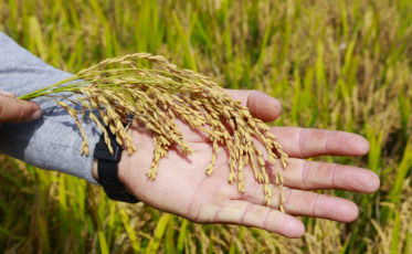 Tensão no Estreito de Ormuz atinge lavouras e pode encarecer o arroz em SC