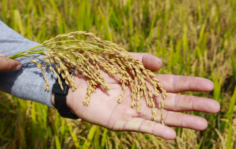 Tensão no Estreito de Ormuz atinge lavouras e pode encarecer o arroz em SC