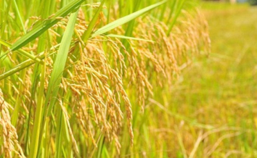 Produção de arroz e milho pode ter prejuízo de R$ 29 milhões