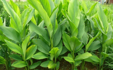 Planta Cúrcuma será discutida durante encontro em Siderópolis