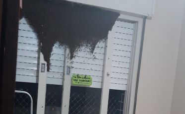 Abelhas invadem apartamentos em Criciúma (VÍDEO)