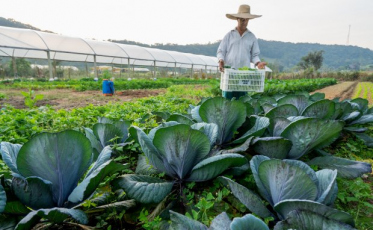 O peso da agricultura familiar na agropecuária catarinense