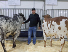 Raça Nelore com pelagem pintada é novidade na AgroPonte