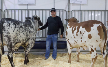 Raça Nelore com pelagem pintada é novidade na AgroPonte