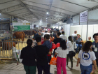 Ponte do rural para o urbano: AgroPonte terá mais de 700 animais em exposição