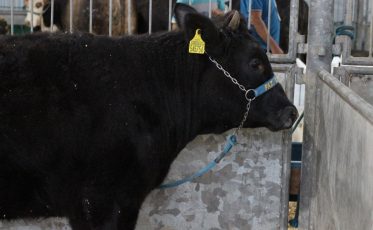 Boi que tem a carne mais cara do mundo e aves ornamentais são novidades da AgroPonte
