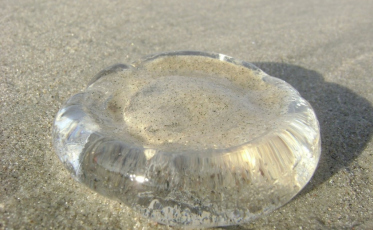 As águas-vivas voltaram com tudo