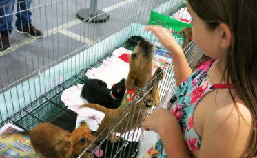 ONG e shopping promovem um sábado para adotar animais