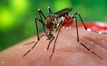 Combate ao aedes é reforçado em Morro da Fumaça