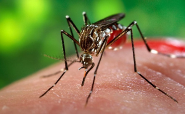 Proliferação da dengue preocupa autoridades 