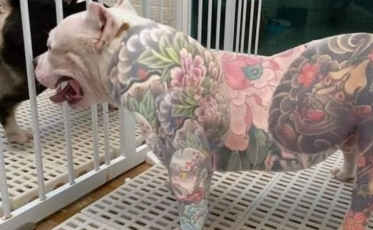 Em SC, projeto proíbe piercings e tatuagens para fins estéticos em animais