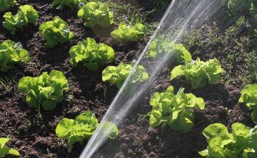 Calor, inimigo dos hortifrutigranjeiros