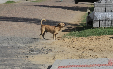 Prefeitura irá intensificar recolhimento de animais de rua