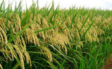 Arroz da região rumo à Guatemala