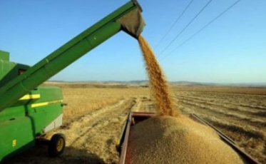 Os vilões da alta no preço do arroz 