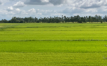 Começa a colheita do arroz nos municípios do sul catarinense
