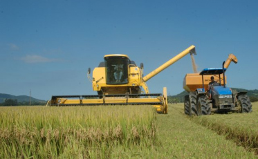 Santa Catarina registra safra recorde de arroz; Sul é destaque no estado