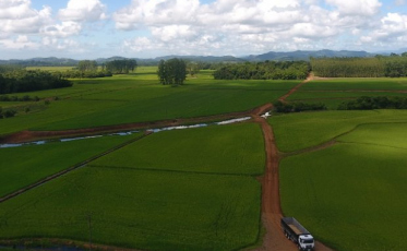 Rizicultura: Sul possui a maior área cultivada do estado