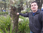 Dia de cuidados com árvores ocas da praça Nereu (VÍDEOS)