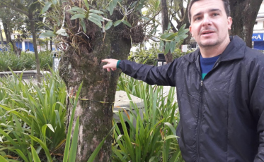 Dia de cuidados com árvores ocas da praça Nereu (VÍDEOS)