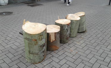 Segue a remoção de árvores comprometidas na Praça Nereu Ramos