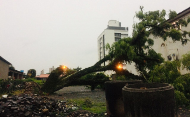 O temporal das quedas de árvores