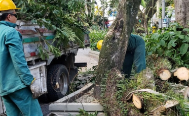 Famcri cortará árvores neste domingo
