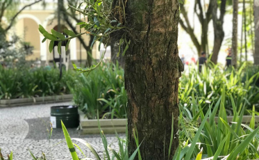 Famcri vai cortar árvores na praça Nereu