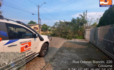 Árvore cai e interrompe via do Bairro Santa Augusta