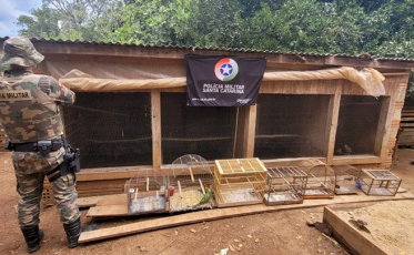 Polícia Militar apreende 18 aves silvestres mantidas em cativeiro em Celso Ramos