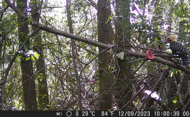 Pesquisa registra 39 espécies de aves e indica regeneração de área verde do IFSC em Criciúma