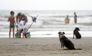 Animais na praia e seus perigos