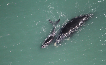 Explosão de baleias-francas!  Em sobrevoo, 185 animais são avistados no Sul