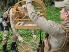 Criciúma: PM liberta 12 pássaros silvestres mantidos em cativeiro no bairro Ana Maria