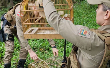 Criciúma: PM liberta 12 pássaros silvestres mantidos em cativeiro no bairro Ana Maria