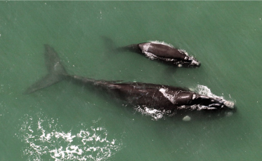 Exposição fotográfica mostra baleias francas no Nações